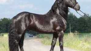 Frisie коня, функція породи